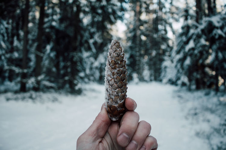 Cropped hand holding pine cone during winter