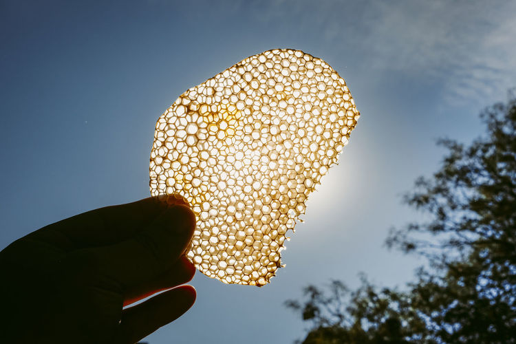 Hand holding a honeycomb towards the sun