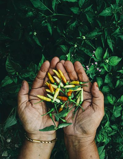 Cropped hands of woman holding chili peppers