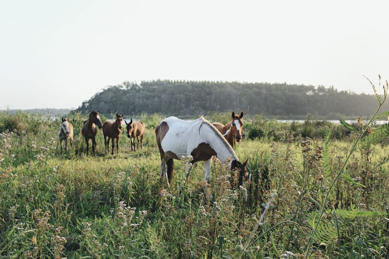 Horses on grassy field against clear sky