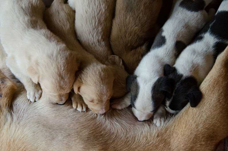 High angle close-up view of puppies