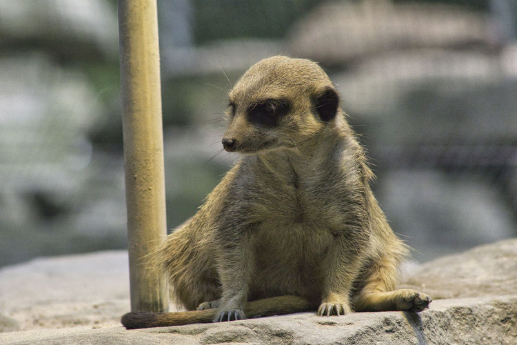 Meercat sitting in a zoo