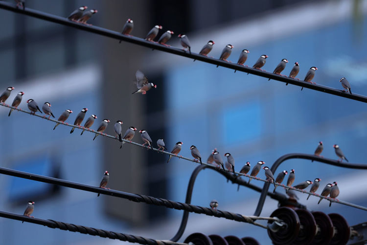 Low angle view of birds perching on fence