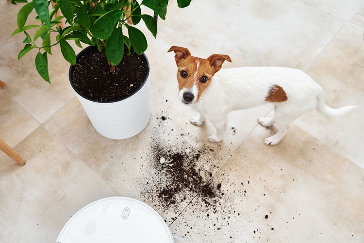 Plant soil on the floor and sad dog looking at camera. pet damage concept