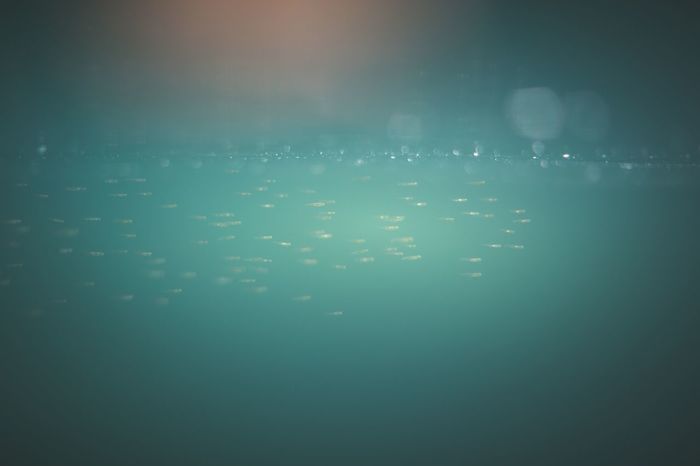 Fishes in lake 