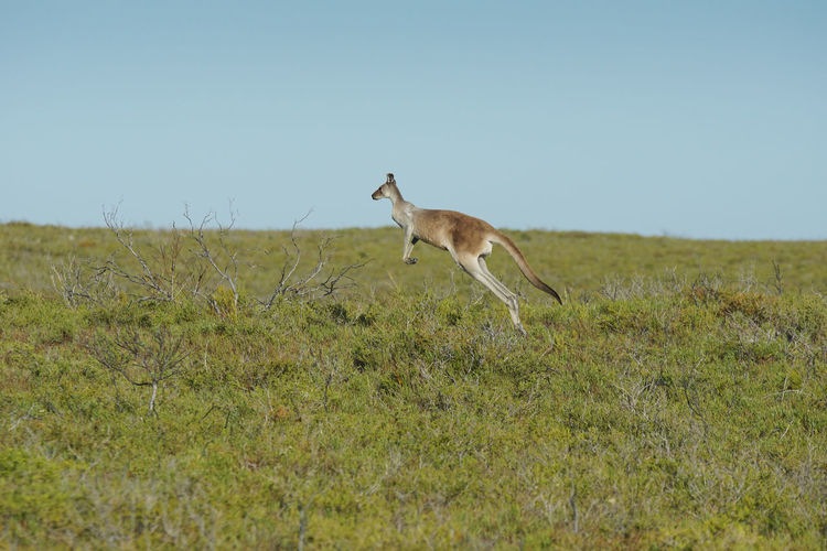 Red kangaroo, macropus rufus, photo was taken in the nambung national park, western australia