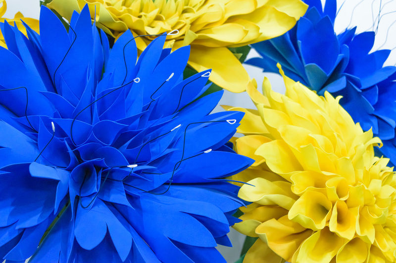 Full frame shot of blue and yellow flowering plant