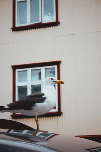 Seagull perching on a window of a house
