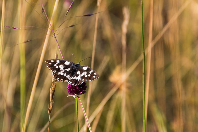 Butterfly on flower