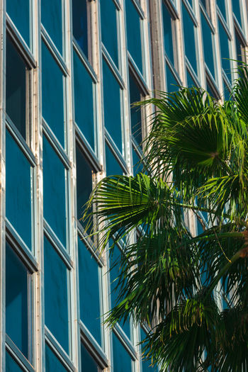 Low angle view of palm tree against building
