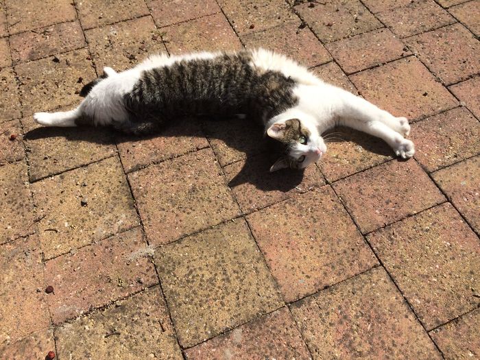 High angle view of cat lying on cobblestone