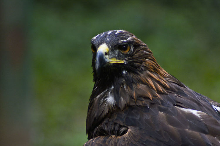 Close-up portrait of a bird eagle