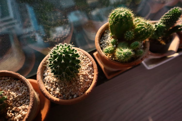 High angle view of potted plants on table