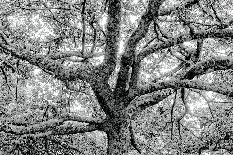 Low angle view of bare tree in forest