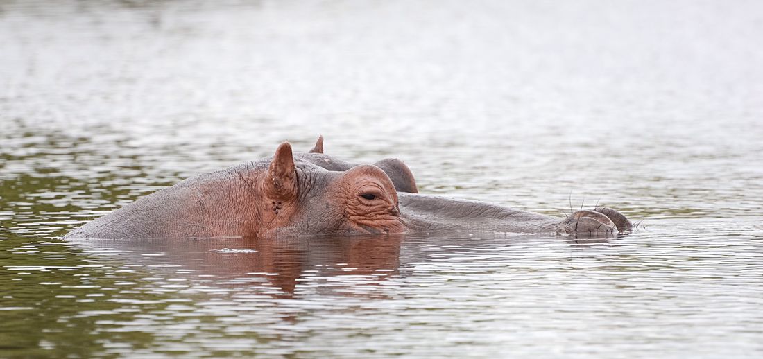 Hippopotamus in river