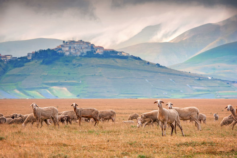 Flock of sheep in a farm in castelluccio of norcia