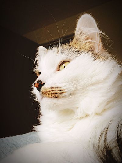 Low angle view of cat looking away
