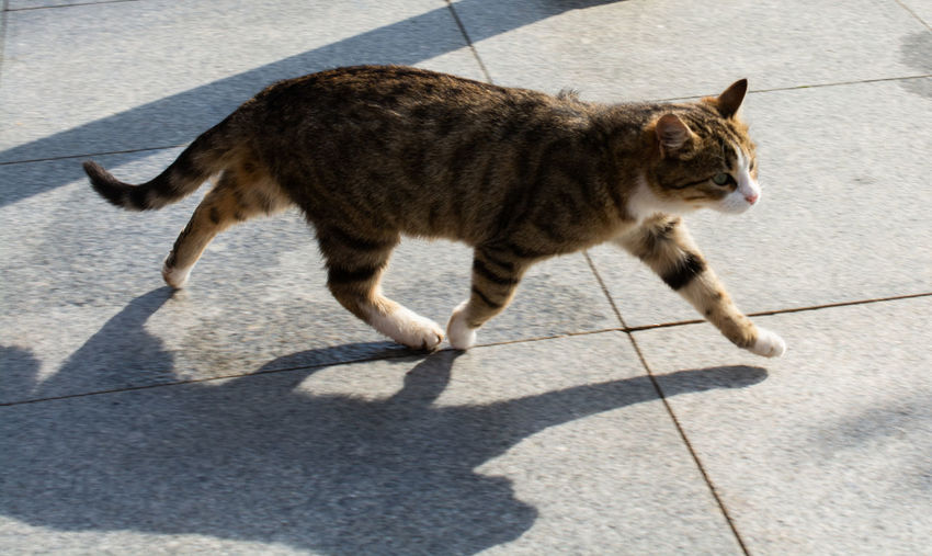 High angle view of cat walking