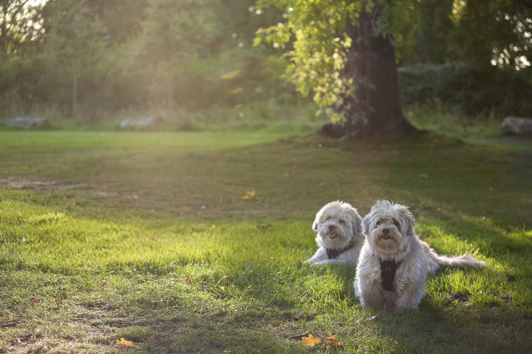 Two havanese dogs laying down in a park enjoying the afternoon sun.