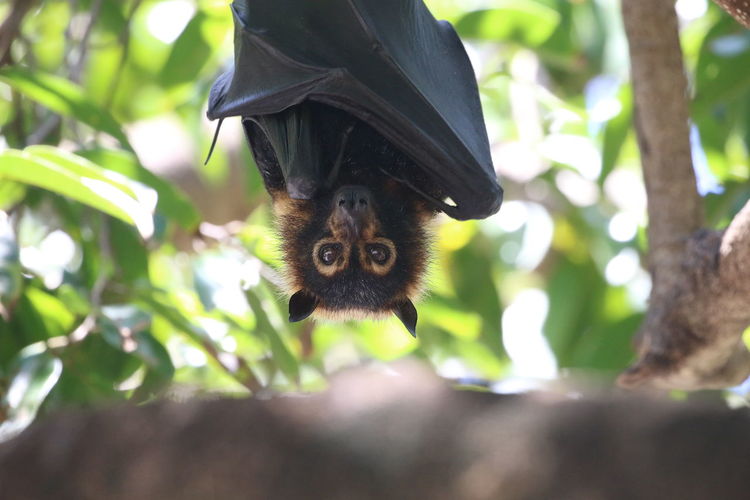 Low angle view of flying fox hanging on tree