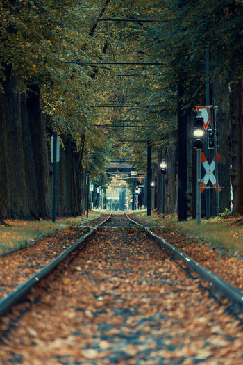 Surface level of railroad tracks amidst trees during autumn