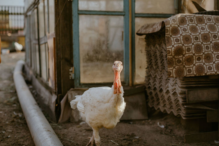 Turkey in a farm