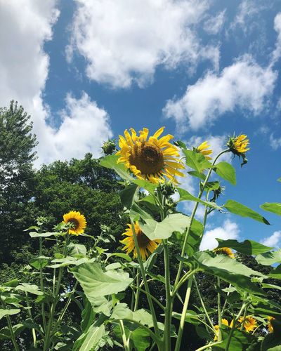 Close-up of yellow flowering plants against sky