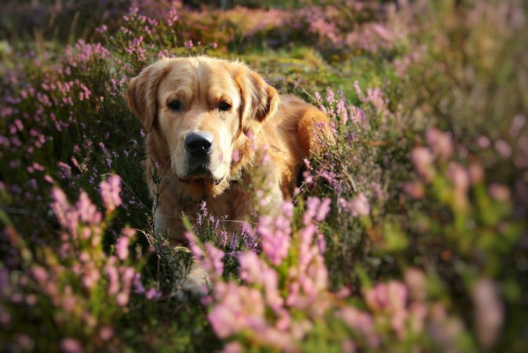 High angle view of golden retriever on plants