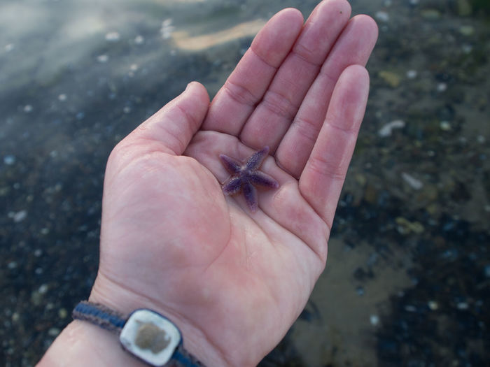 Close-up of hand holding starfish