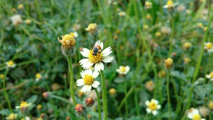 Insect on white flower