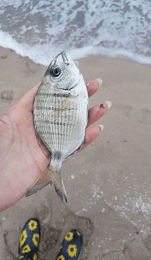 Person hand holding fish at beach