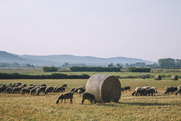Flock of sheep grazing on grassy field