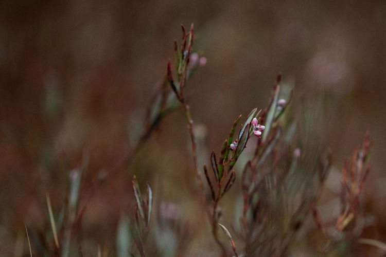 Andromeda polifolia plant close up in swamp. brown background