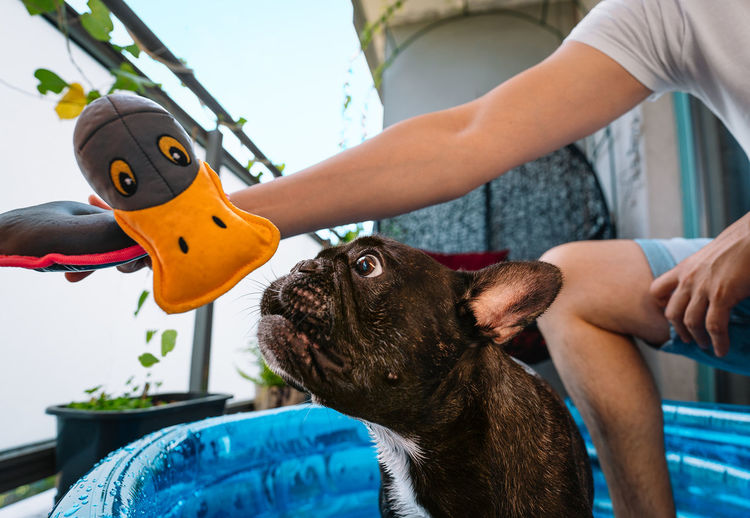 Midsection of man holding toy and playing with french bulldog dog in inflatable pool at home