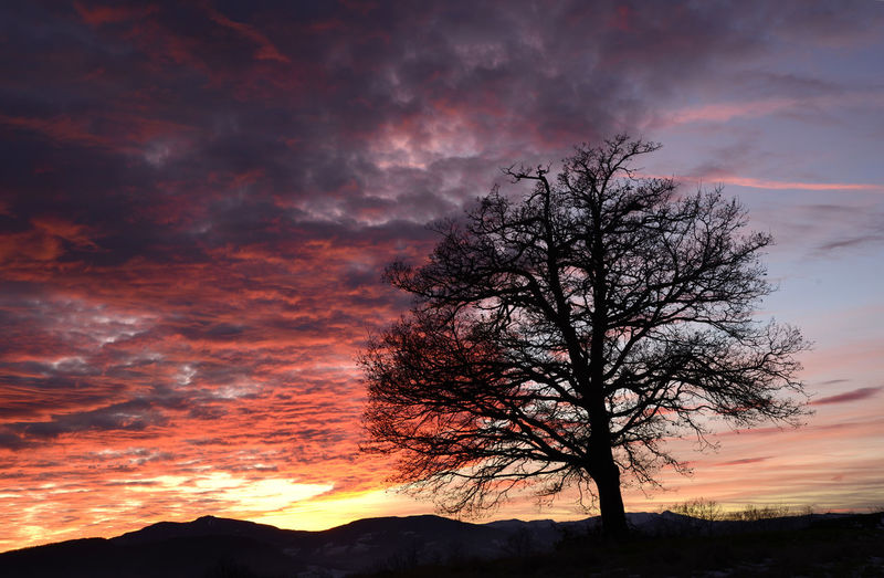 Silhouette bare tree against dramatic sky during sunset