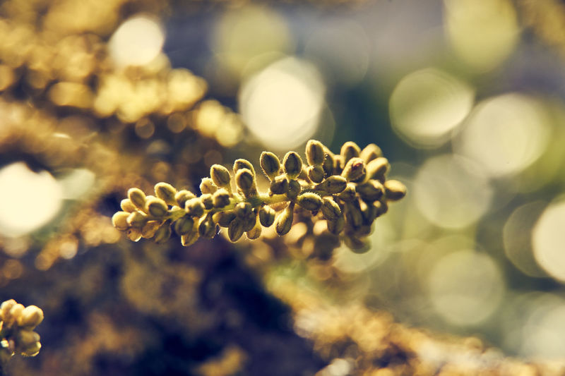 Close-up of flowering plant