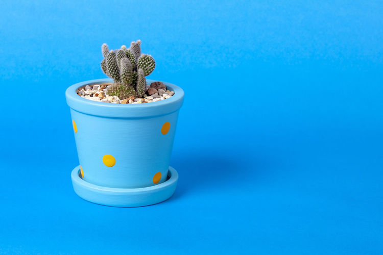 Close-up of potted plant against blue background