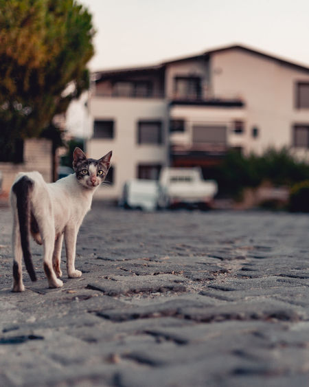 Portrait of cat on street in city