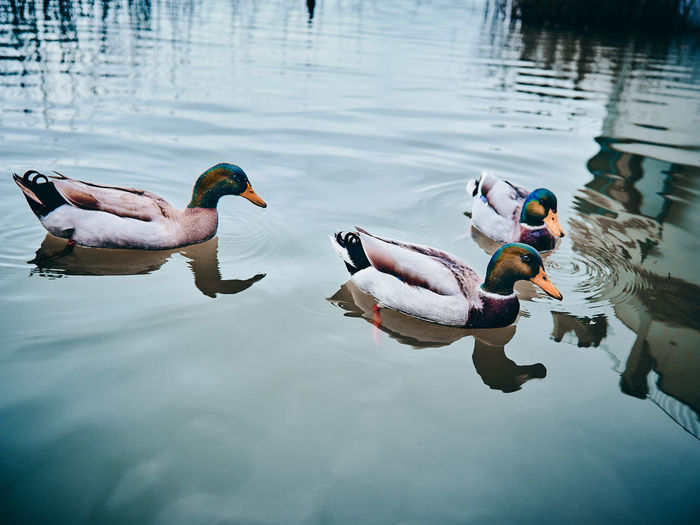 Ducks swimming in lake