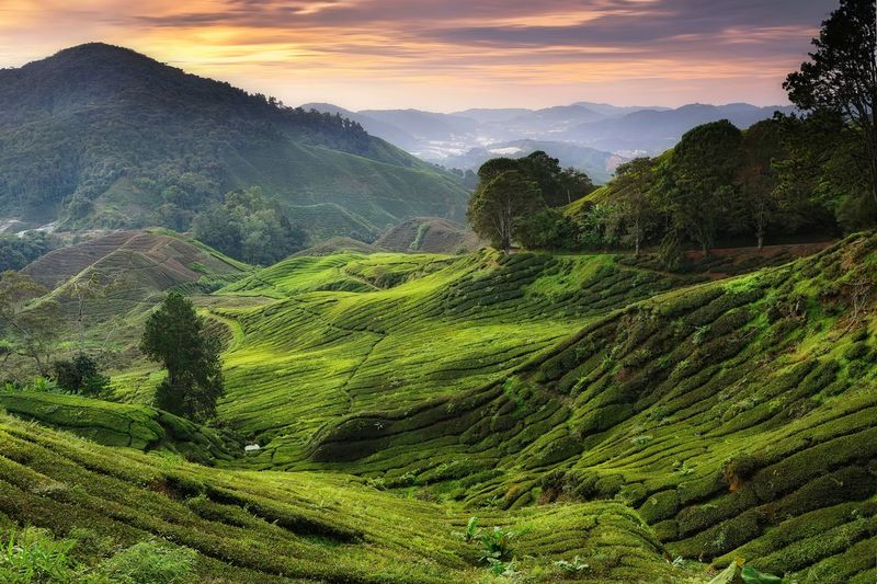 Cameron Highlands pictures | Curated Photography on EyeEm