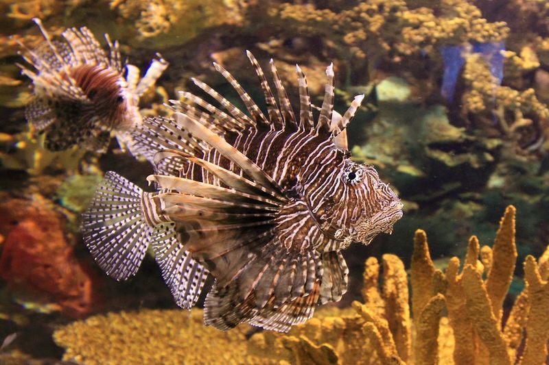 Close-up of lion fish in sea