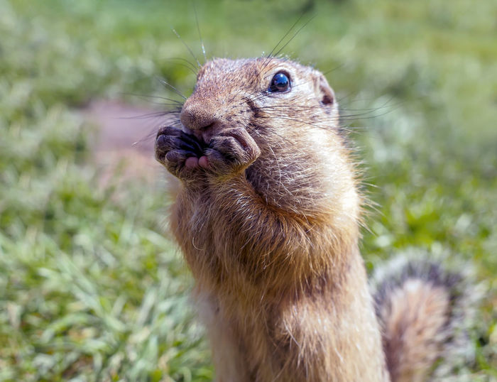 Portrait of an european gopher on the lawn. close-up.