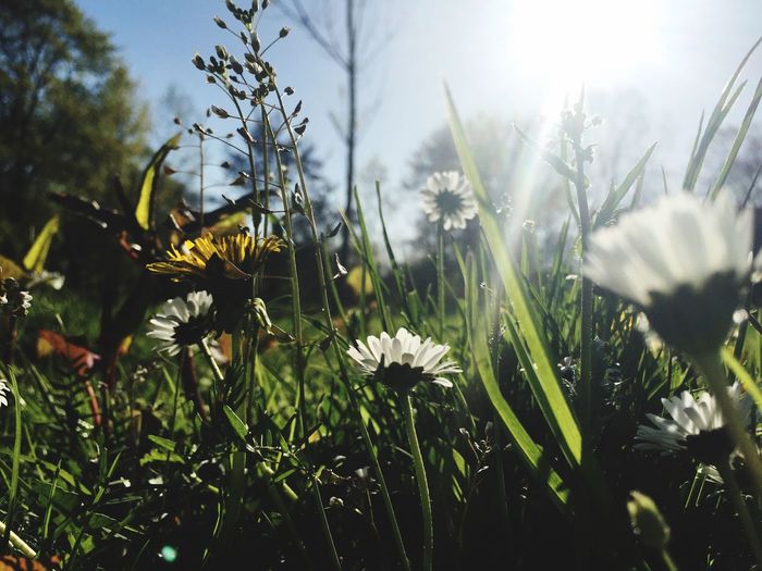 Low angel view of flowers blooming in park