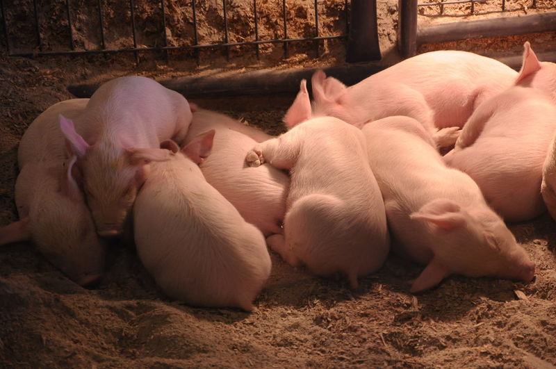 High angle view of pigs sleeping in farm