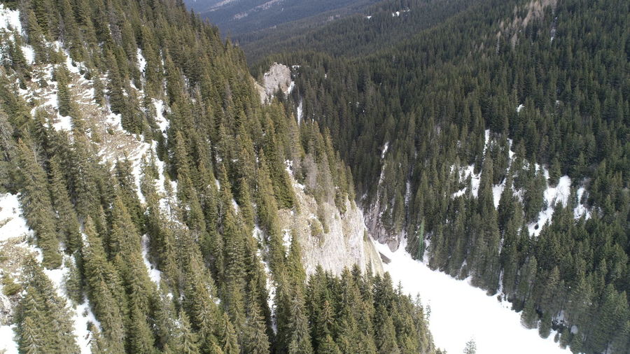 Panoramic view of pine trees during winter