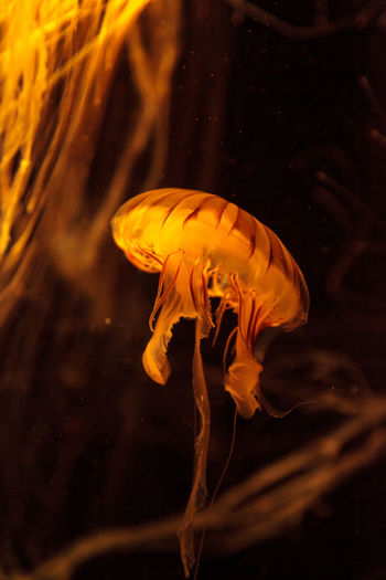 Close-up of jellyfish underwater
