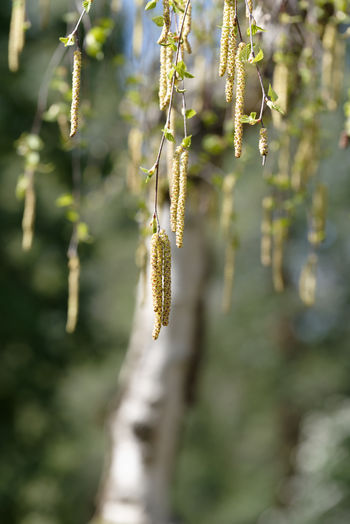 Close-up of flowering plant hanging outdoors