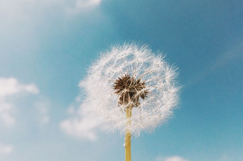 Low angle view of dandelion blooming against sky