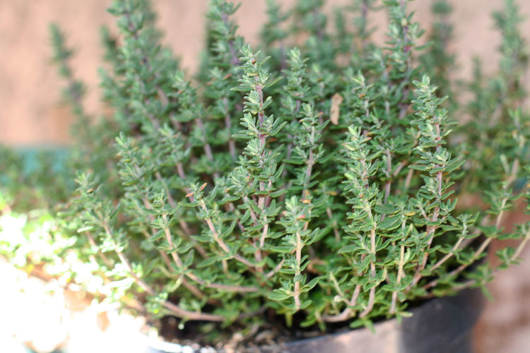 Close-up of thyme plant