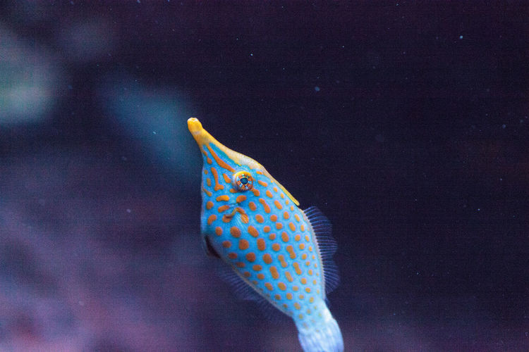 Close-up of fish swimming in tank at aquarium